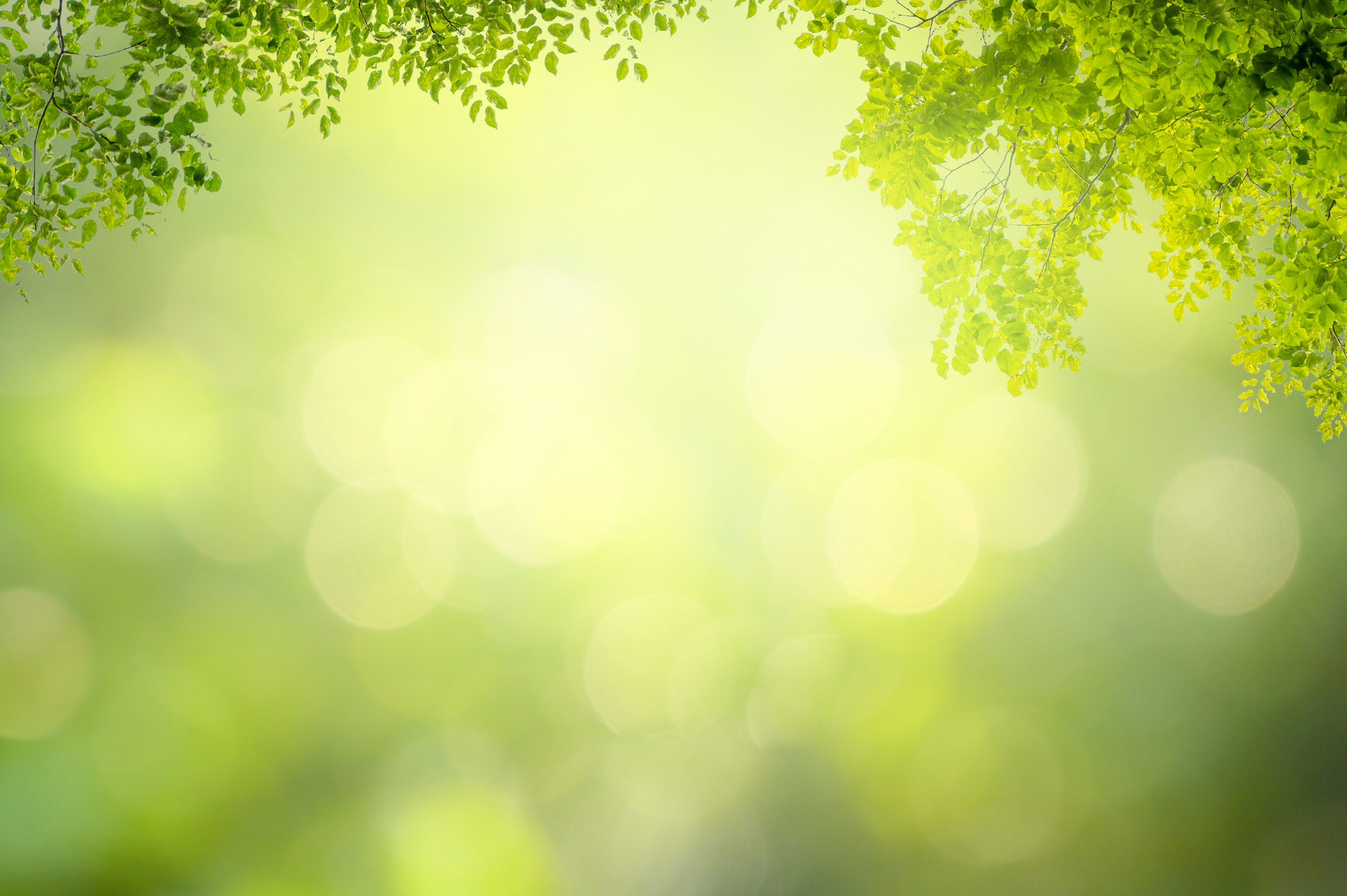 Leaf with Bokeh Blur Green Background